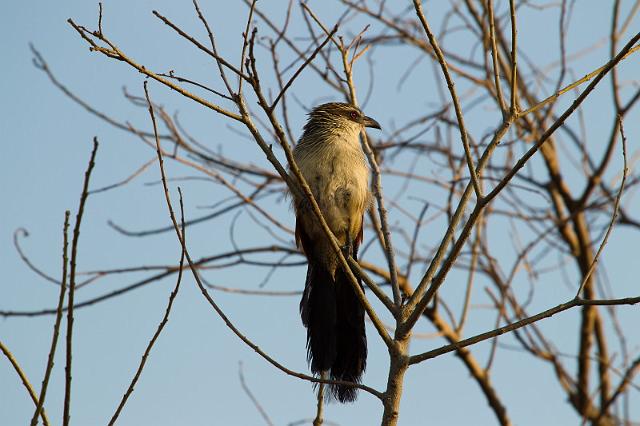 086 Okavango Delta, wenkbrauwspoorkoekoek.jpg
